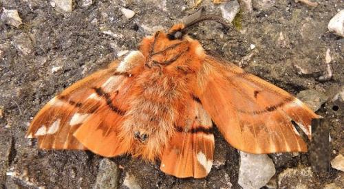 Endromis versicolora
